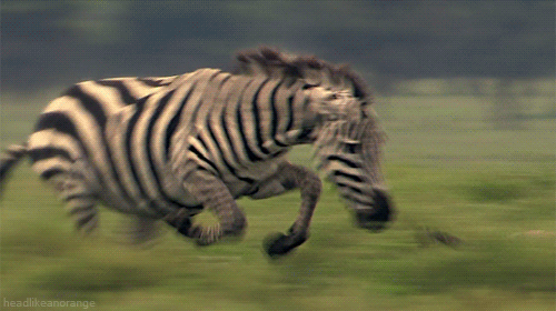Μπορείτε να προσδιορίσετε τα πιο γρήγορα ζώα στον κόσμο;