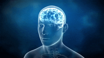 Разгадайте тайны мозга: Пройдите этот тест по анатомии и физиологии, чтобы проверить свои знания!