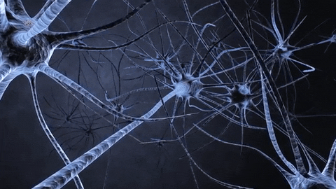 Тест по нервной системе: сколько вы знаете о своем мозге и нервах?